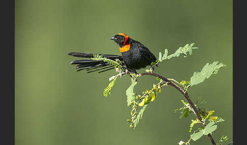 Schildweber (Euplectes ardens)