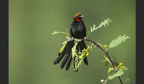 Schildweber (Euplectes ardens)