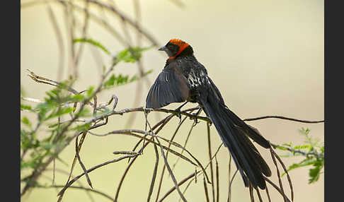 Schildweber (Euplectes ardens)