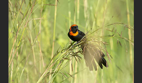 Schildweber (Euplectes ardens)