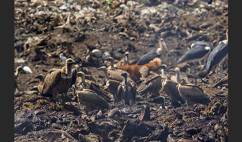 Marabu (Leptoptilos crumiferus)