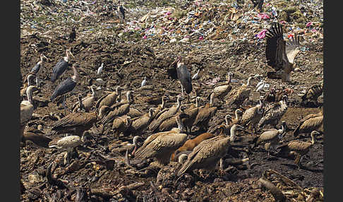 Marabu (Leptoptilos crumiferus)