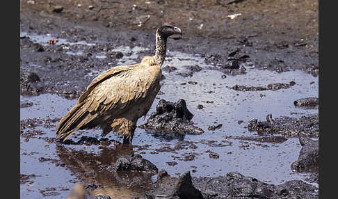 Weißrückengeier (Gyps africanus)