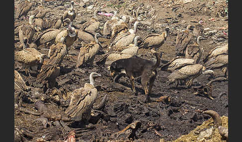 Weißrückengeier (Gyps africanus)