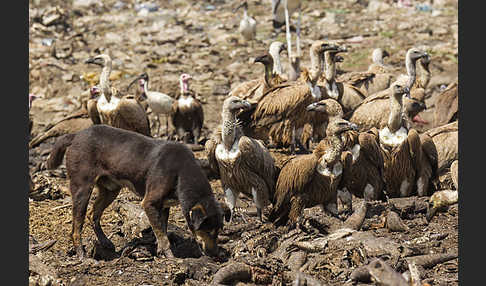 Haushund (Canis lupus familiaris)