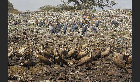 Marabu (Leptoptilos crumiferus)