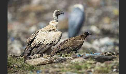 Kappengeier (Necrosyrtes monachus)