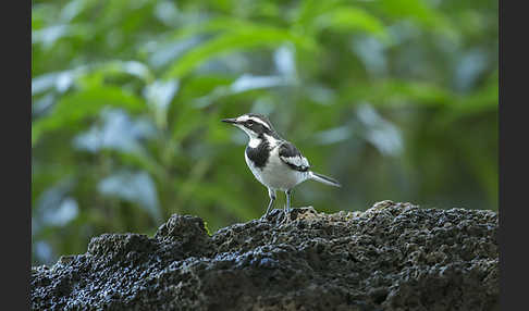 Witwenstelze (Motacilla aguimp)