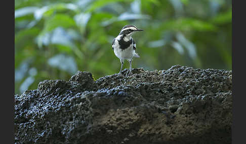 Witwenstelze (Motacilla aguimp)