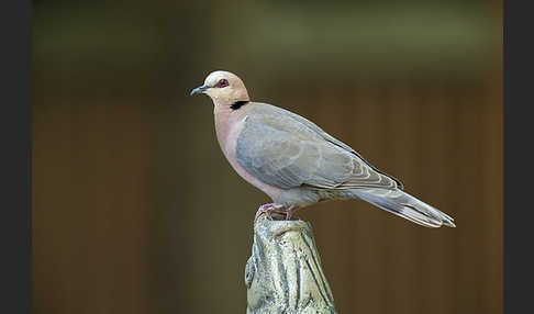 Halbmondtaube (Streptopelia semitorquata)