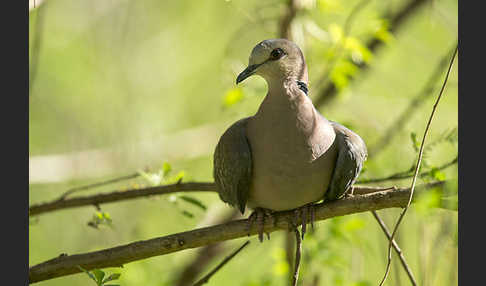 Halbmondtaube (Streptopelia semitorquata)