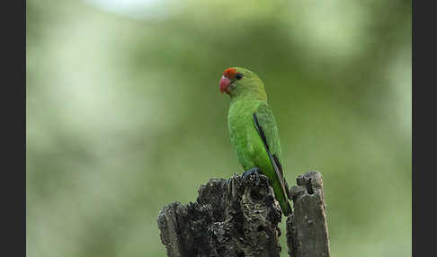 Tarantapapagei (Agapornis taranta)