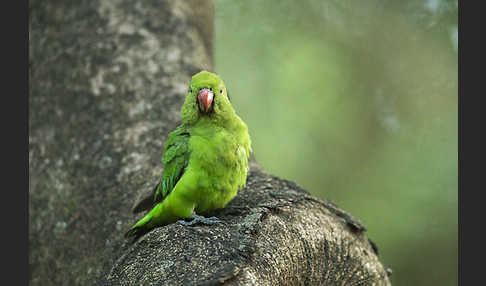 Tarantapapagei (Agapornis taranta)