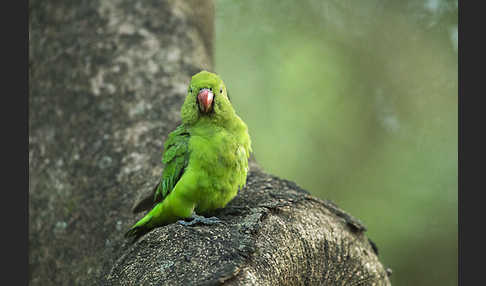 Tarantapapagei (Agapornis taranta)