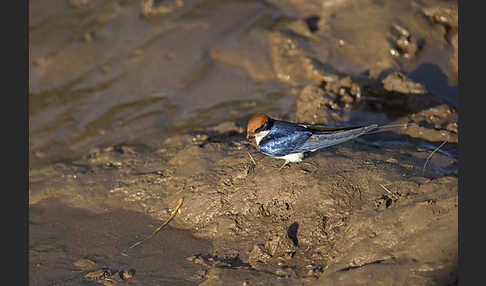 Rotkappenschwalbe (Hirundo smithii)