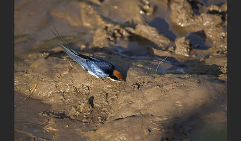 Rotkappenschwalbe (Hirundo smithii)