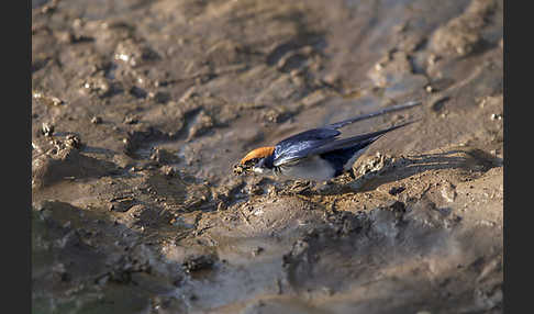 Rotkappenschwalbe (Hirundo smithii)