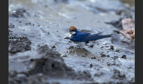 Rotkappenschwalbe (Hirundo smithii)