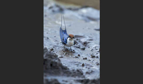 Rotkappenschwalbe (Hirundo smithii)