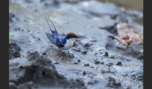 Rotkappenschwalbe (Hirundo smithii)