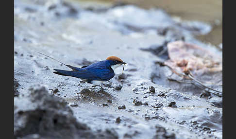 Rotkappenschwalbe (Hirundo smithii)