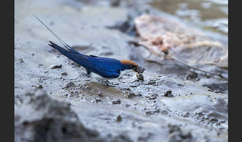 Rotkappenschwalbe (Hirundo smithii)