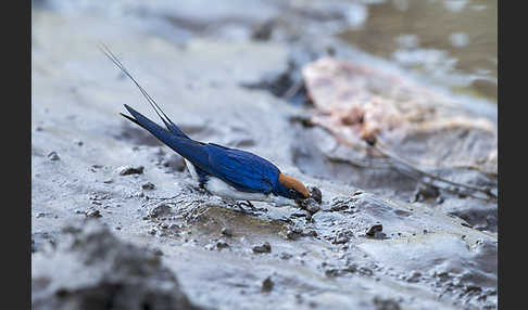 Rotkappenschwalbe (Hirundo smithii)