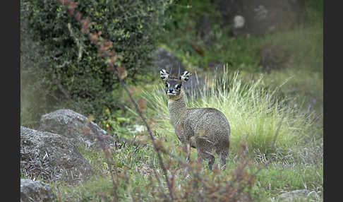 Somali-Klippspringer (Oreotragus somalicus)