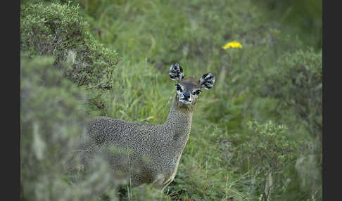 Somali-Klippspringer (Oreotragus somalicus)