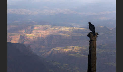 Erzrabe (Corvus crassirostris)