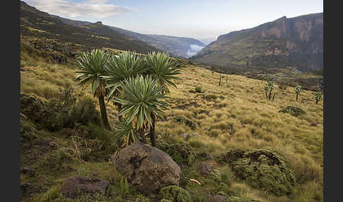 Aethiopien (Ethiopia)