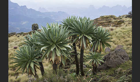 Aethiopien (Ethiopia)