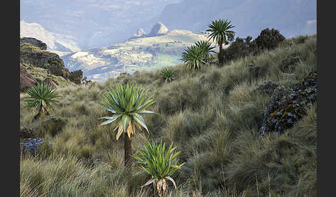 Aethiopien (Ethiopia)