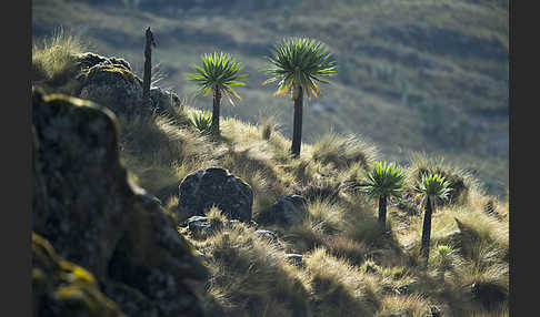 Aethiopien (Ethiopia)