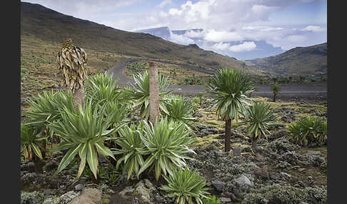 Aethiopien (Ethiopia)