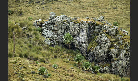 Aethiopien (Ethiopia)