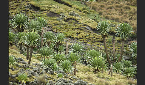 Aethiopien (Ethiopia)