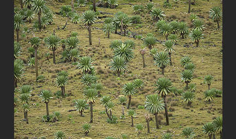 Aethiopien (Ethiopia)