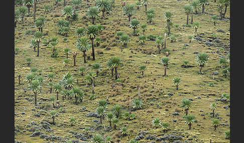 Aethiopien (Ethiopia)