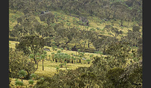 Aethiopien (Ethiopia)