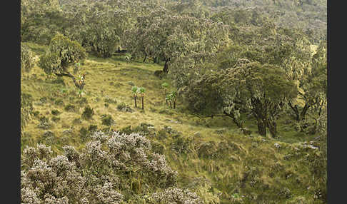 Aethiopien (Ethiopia)