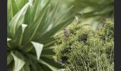 Strichelgirlitz (Serinus striolatus)