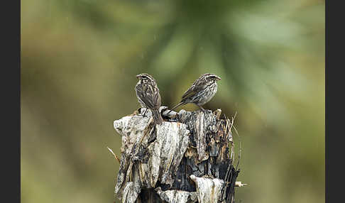 Strichelgirlitz (Serinus striolatus)