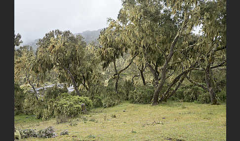 Aethiopien (Ethiopia)