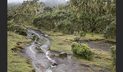 Aethiopien (Ethiopia)