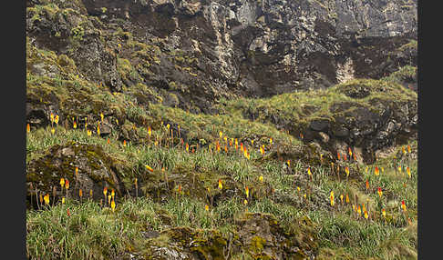 Fackellilie (Kniphofia foliosa)