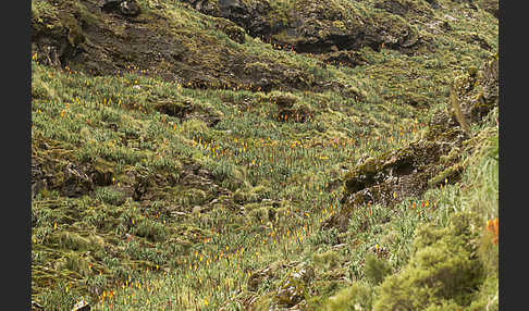 Fackellilie (Kniphofia foliosa)