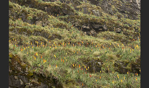 Fackellilie (Kniphofia foliosa)