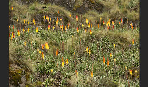 Fackellilie (Kniphofia foliosa)