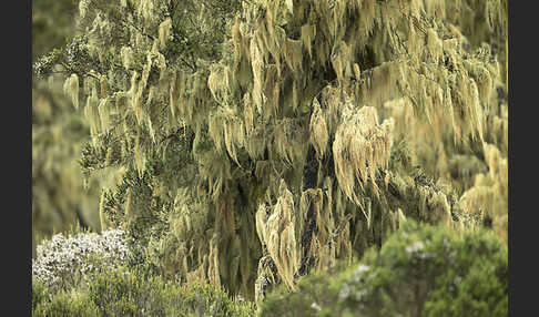 Aethiopien (Ethiopia)